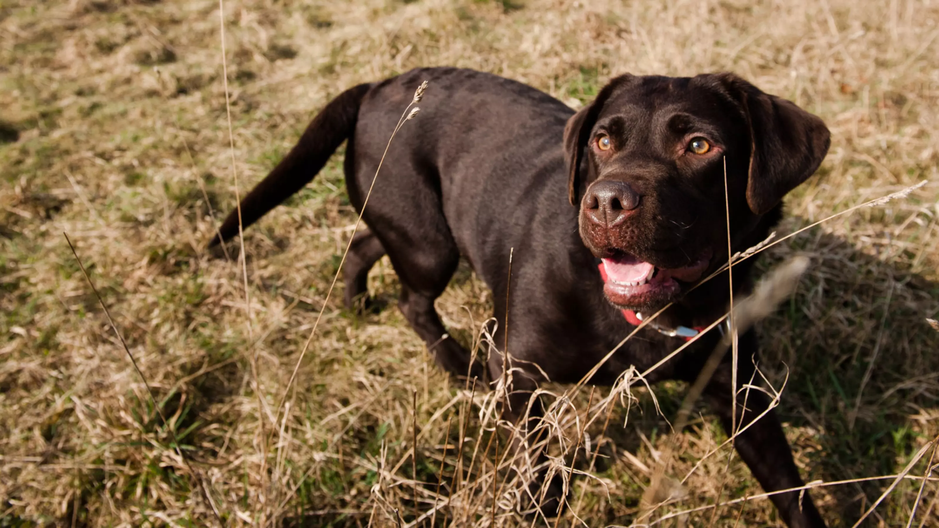 Dog throwing up after eating shops grass